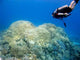 Diver over Coral Reef Wall Decal