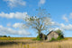 Tranquil Rural Landscape
