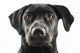 Black Lab Face Wall Decal