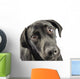 Black Lab Looking Up At You Wall Decal