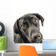 Black Lab Looking Up At You Wall Decal