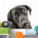 Black Lab Looking Up At You Wall Decal