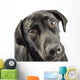 Black Lab Looking Up At You Wall Decal