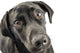 Black Lab Looking Up At You Wall Decal