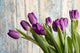 Purple Tulips by an Old Barn Wall Mural