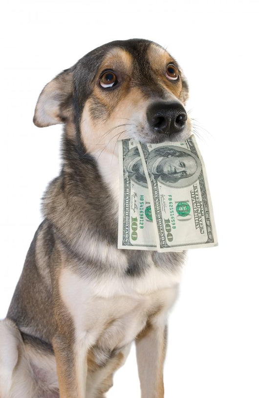 Dog with money Wall Decal
