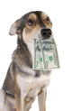 Dog with money Wall Decal