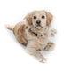Cute Dog Sitting Down Wall Decal