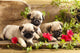 Pug Puppies and Flowers in Retro Backgraun Wall Mural