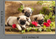 Pug Puppies and Flowers in Retro Backgraun Wall Mural