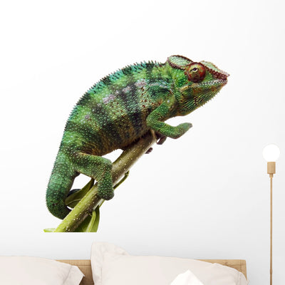 Chameleon shown on a wall