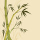 Bamboo Painting Wall Mural