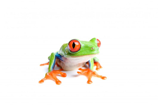 red-eyed tree frog isolated on white Wall Decal