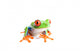 red-eyed tree frog isolated on white Wall Decal