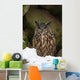 Uhu Eurasian Eagle-owl Bubo