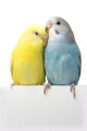 Two Birds Are White Wall Decal