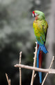 Macaw Beautiful Sitting on Branch Wall Mural