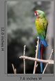 Macaw Beautiful Sitting on Branch Wall Mural