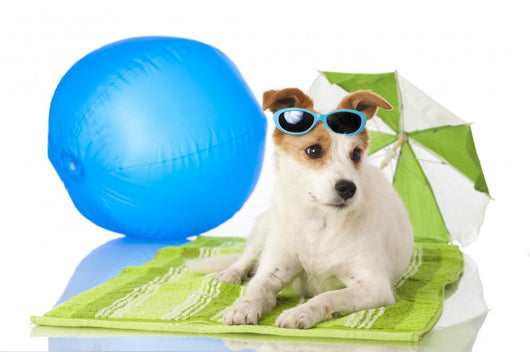 Beach Bound Dog Wall Decal
