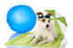Beach Bound Dog Wall Decal