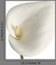 Calla Wall Decal