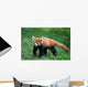 Lesser Red Panda-Panda Wall Mural