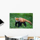 Lesser Red Panda-Panda Wall Mural