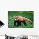 Lesser Red Panda-Panda Wall Mural