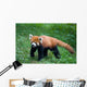 Lesser Red Panda-Panda Wall Mural