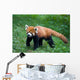 Lesser Red Panda-Panda Wall Mural