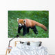 Lesser Red Panda-Panda Wall Mural