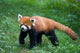 Lesser Red Panda-Panda Wall Mural