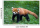 Lesser Red Panda-Panda Wall Mural
