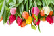 spring tulips border Wall Decal