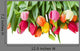 spring tulips border Wall Decal