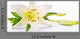 art easter lily flower isolated on white background Wall Decal