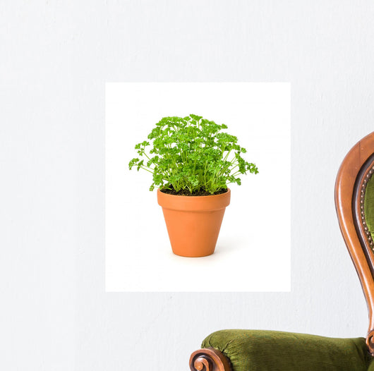 Parsley Clay Pot
