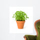 Parsley Clay Pot