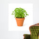 Parsley Clay Pot