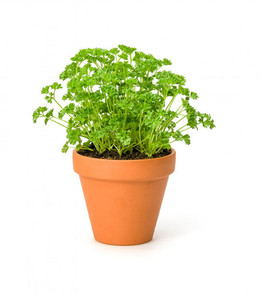 Parsley Clay Pot