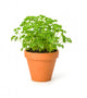 Parsley Clay Pot