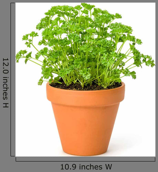 Parsley Clay Pot