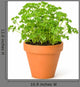 Parsley Clay Pot