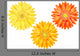 Yellow And Orange Gerbers Wall Decal