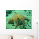 Common Starfish Wall Mural
