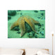 Common Starfish Wall Mural