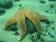 Common Starfish Wall Mural