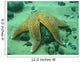 Common Starfish Wall Mural
