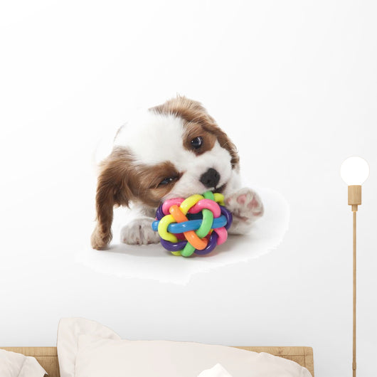 Cavalier King Charles Spaniel