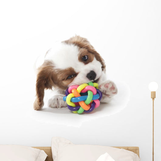 Cavalier King Charles Spaniel